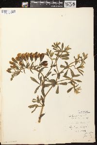 Baptisia bracteata image