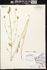 Dalea candida var. candida image