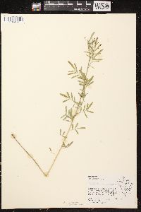 Dalea candida var. candida image