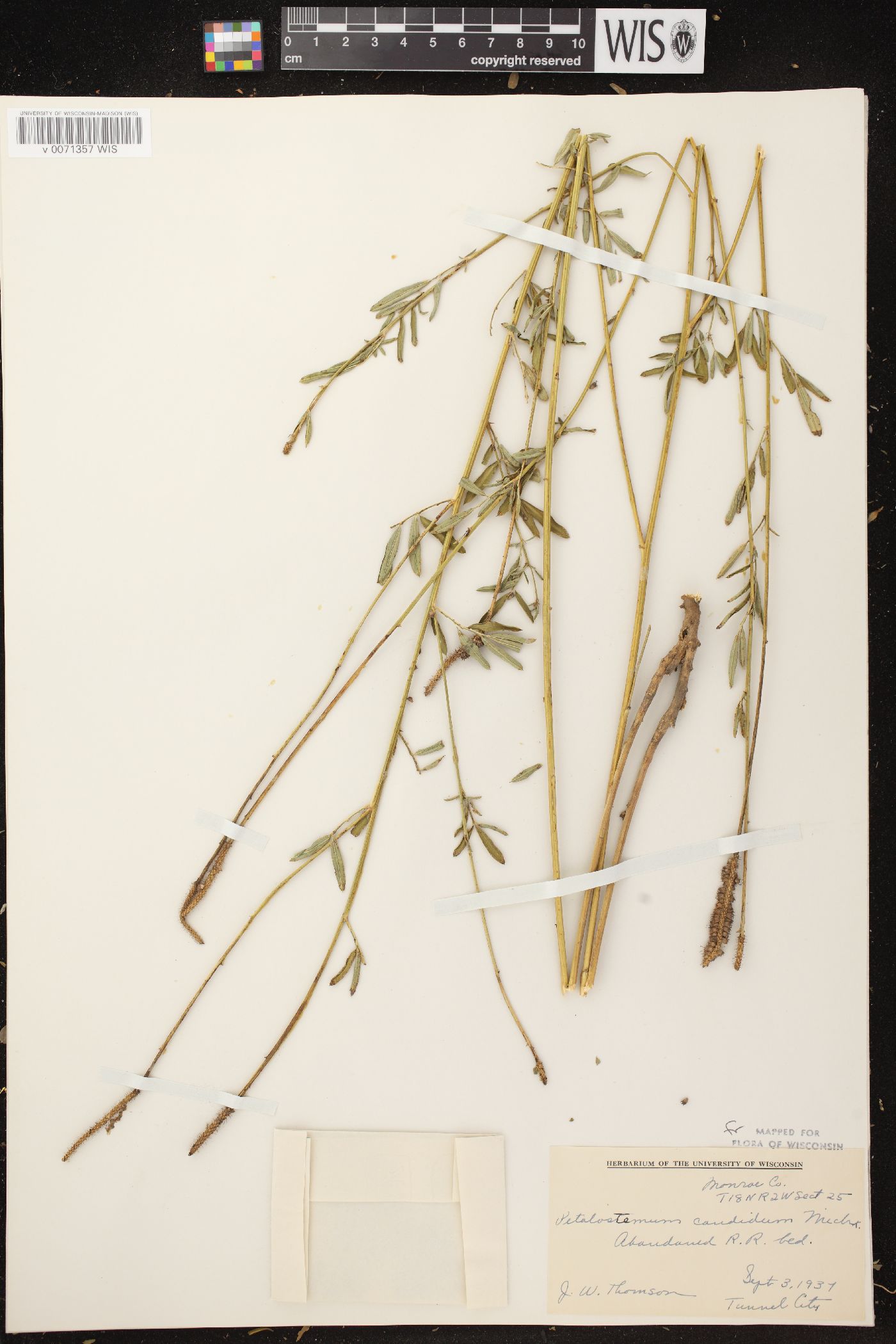 Dalea candida var. candida image