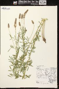 Dalea candida var. candida image