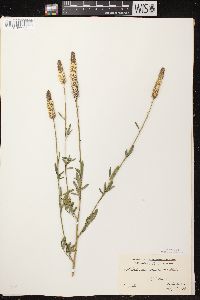 Dalea candida var. candida image