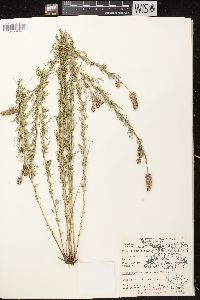 Dalea purpurea var. purpurea image