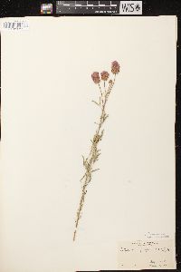 Dalea purpurea image