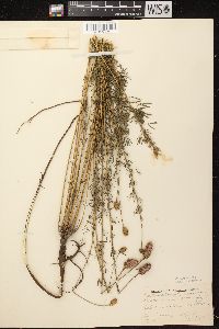 Dalea purpurea var. purpurea image