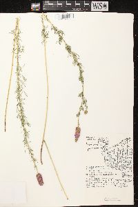 Dalea purpurea image