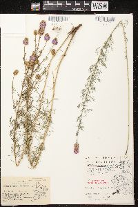 Dalea purpurea image