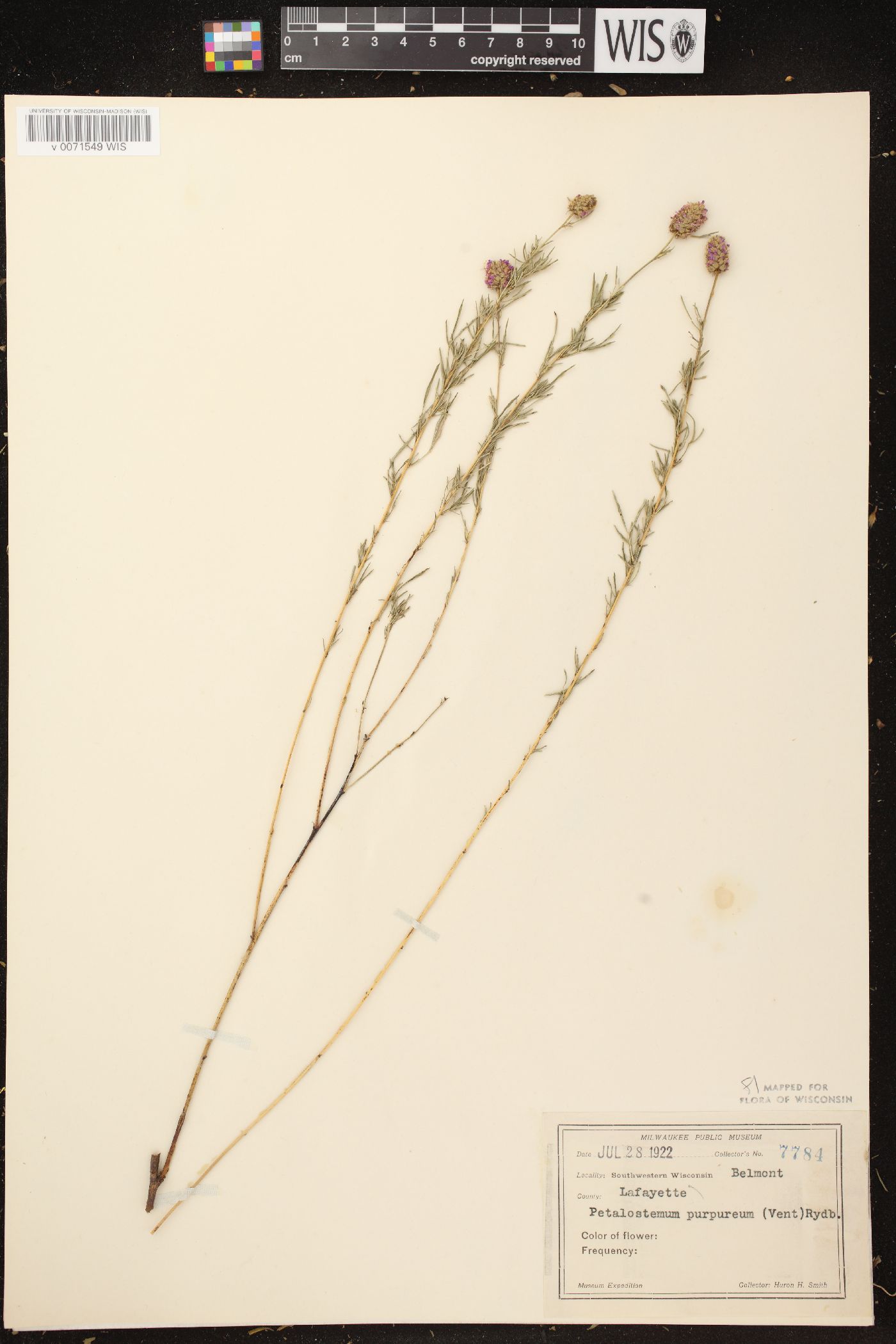 Dalea purpurea var. purpurea image
