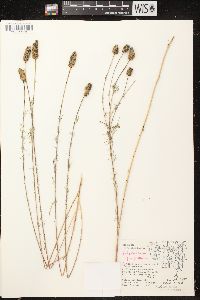 Dalea purpurea var. purpurea image