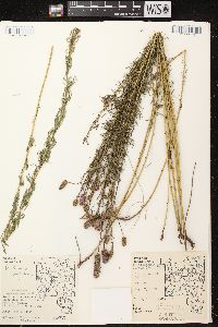 Dalea purpurea var. purpurea image