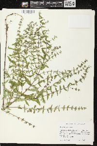 Scutellaria galericulata image