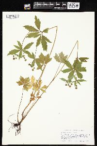 Sanicula odorata image
