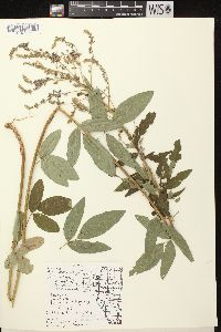 Desmodium canadense image