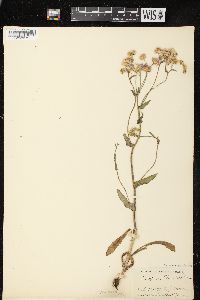 Erigeron philadelphicus var. philadelphicus image