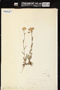 Erigeron pulchellus var. pulchellus image