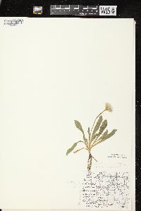 Erigeron pulchellus var. pulchellus image