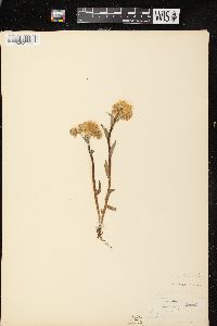 Erigeron pulchellus var. pulchellus image