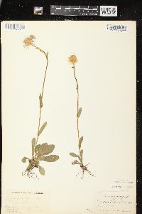 Erigeron pulchellus var. pulchellus image