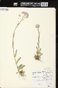 Erigeron pulchellus var. pulchellus image