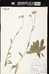 Erigeron pulchellus var. pulchellus image