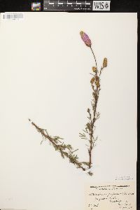 Dalea purpurea image