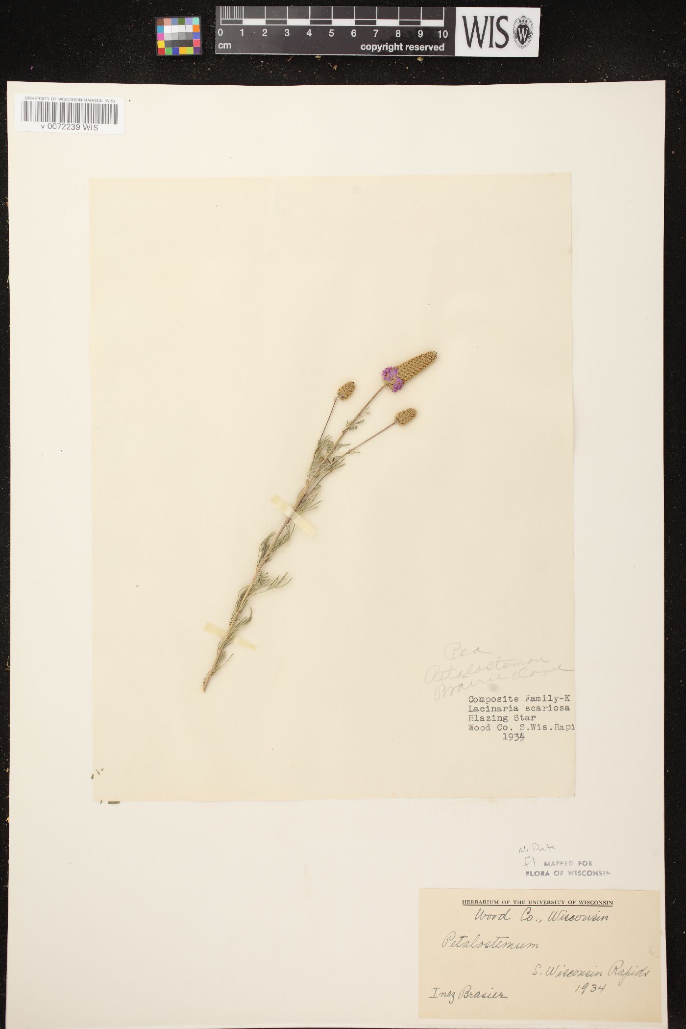 Dalea purpurea var. purpurea image