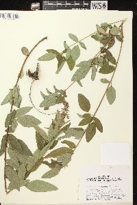 Desmodium canadense image