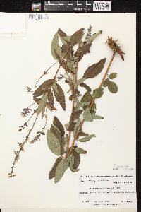 Desmodium canadense image