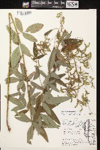 Desmodium canadense image