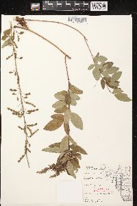 Desmodium canadense image