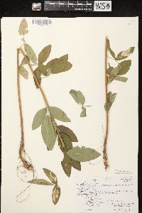 Desmodium canadense image