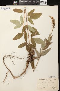 Desmodium canadense image