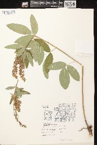 Desmodium canadense image