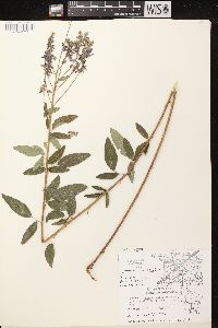 Desmodium canadense image