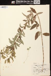 Desmodium canadense image