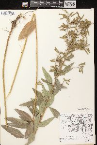 Desmodium canadense image