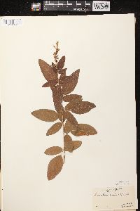 Desmodium canadense image