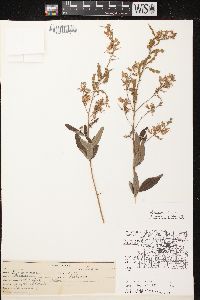 Desmodium canadense image