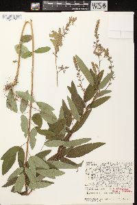 Desmodium canadense image