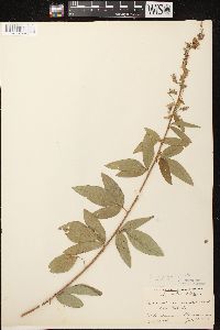 Desmodium canadense image