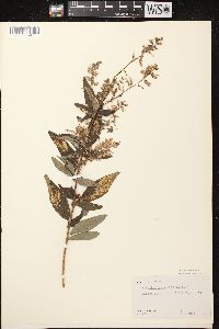 Desmodium canadense image