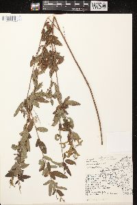 Desmodium canadense image