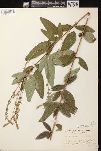 Desmodium canadense image