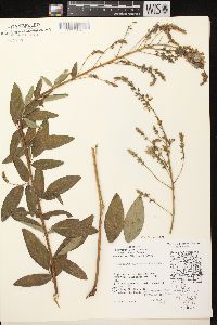 Desmodium canadense image