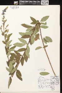 Desmodium canadense image