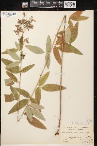 Desmodium canadense image