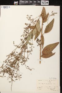 Desmodium canadense image