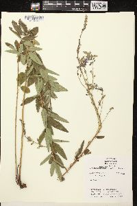 Desmodium canadense image