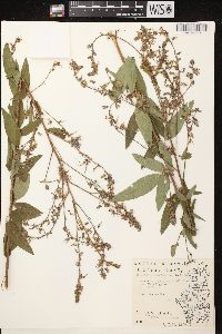 Desmodium canadense image