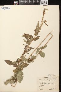 Desmodium canadense image